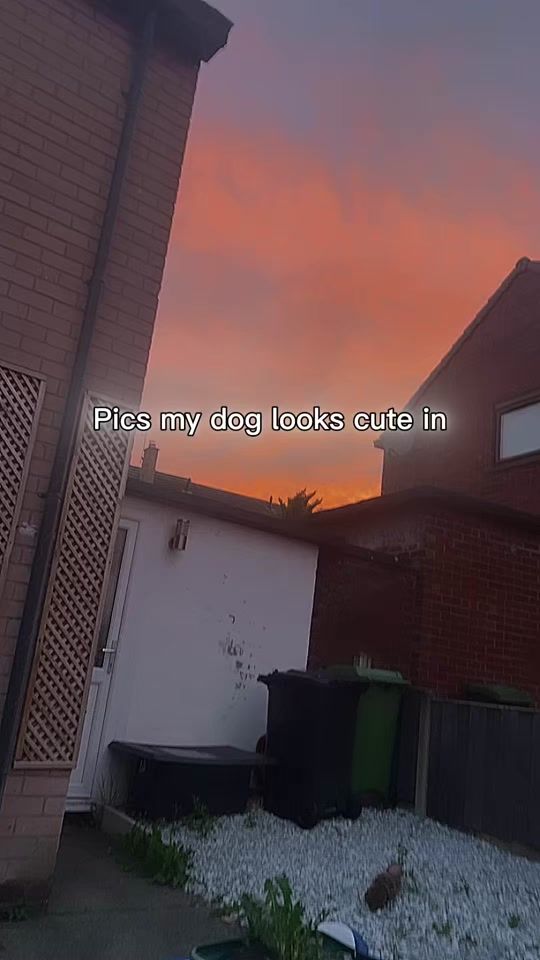 TikTok video thumbnail by sophialowden