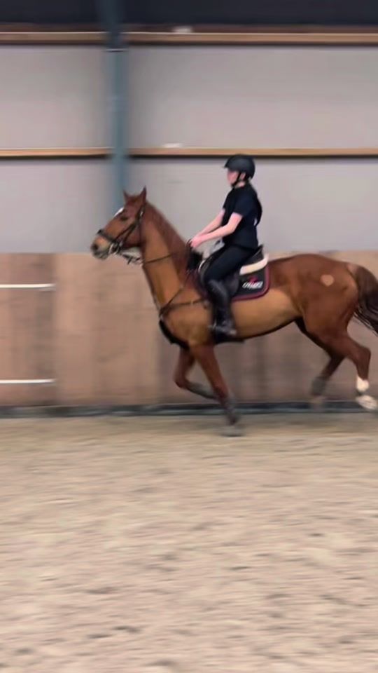 TikTok video thumbnail by showjumper1