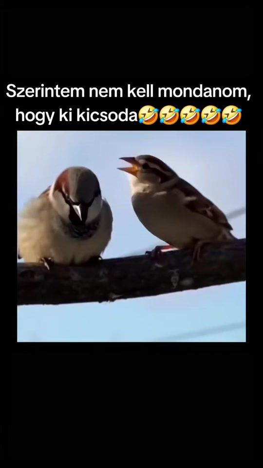 TikTok video thumbnail by fugesz2