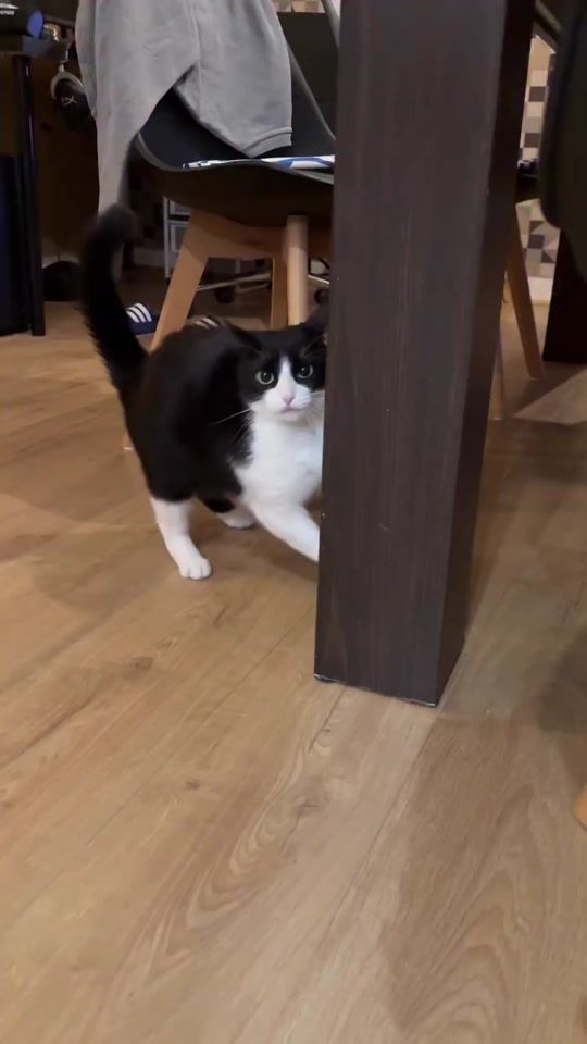 TikTok video thumbnail by lilochipie