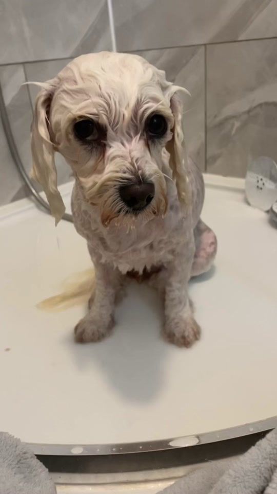 TikTok video thumbnail by dawndol