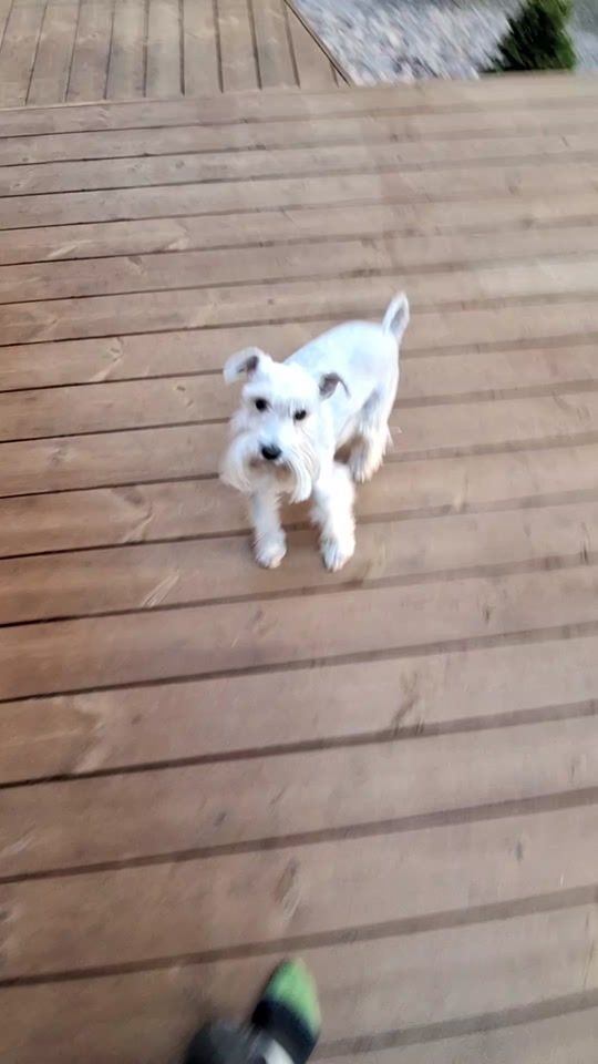 TikTok video thumbnail by jukumees10