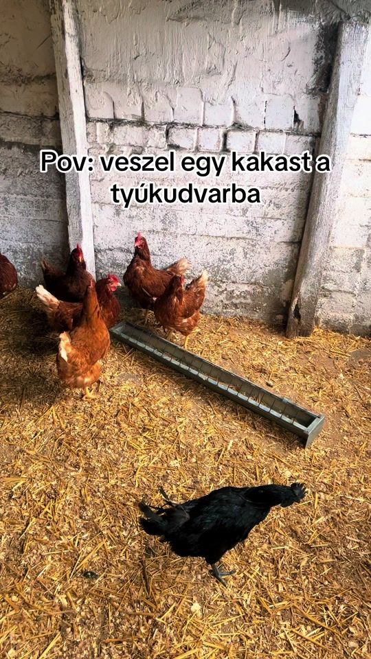 TikTok video thumbnail by palaicskiraa