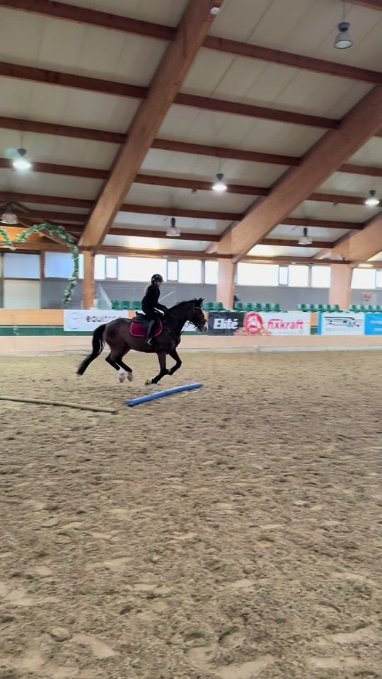 TikTok video thumbnail by flipsi.showjumping