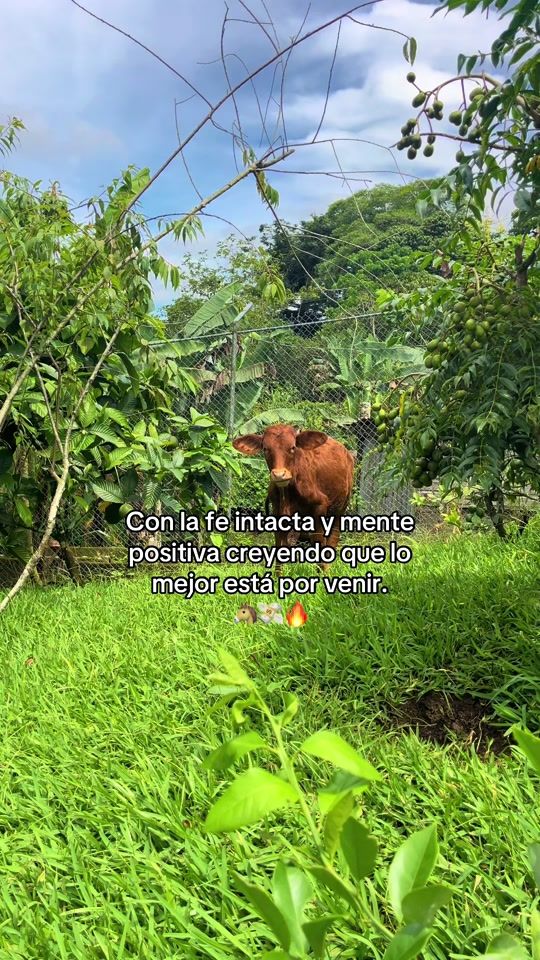 TikTok video thumbnail by reyesdelcaballoparqueado