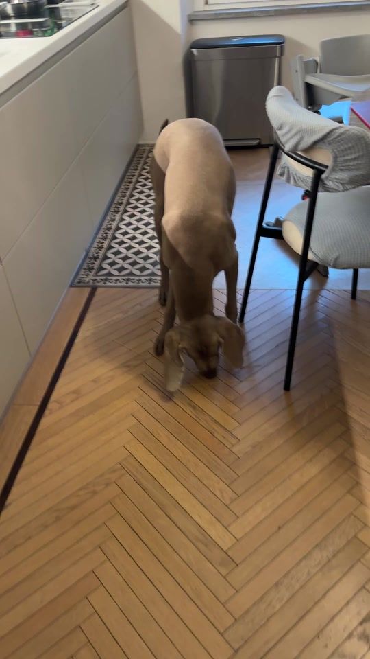 TikTok video thumbnail by riky.nicoletti