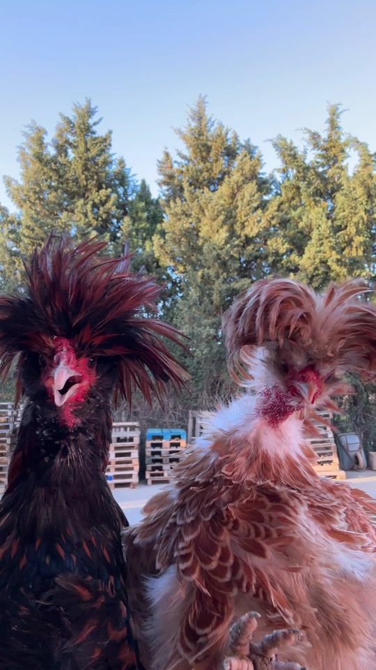 TikTok video thumbnail by ilgallinaio_special