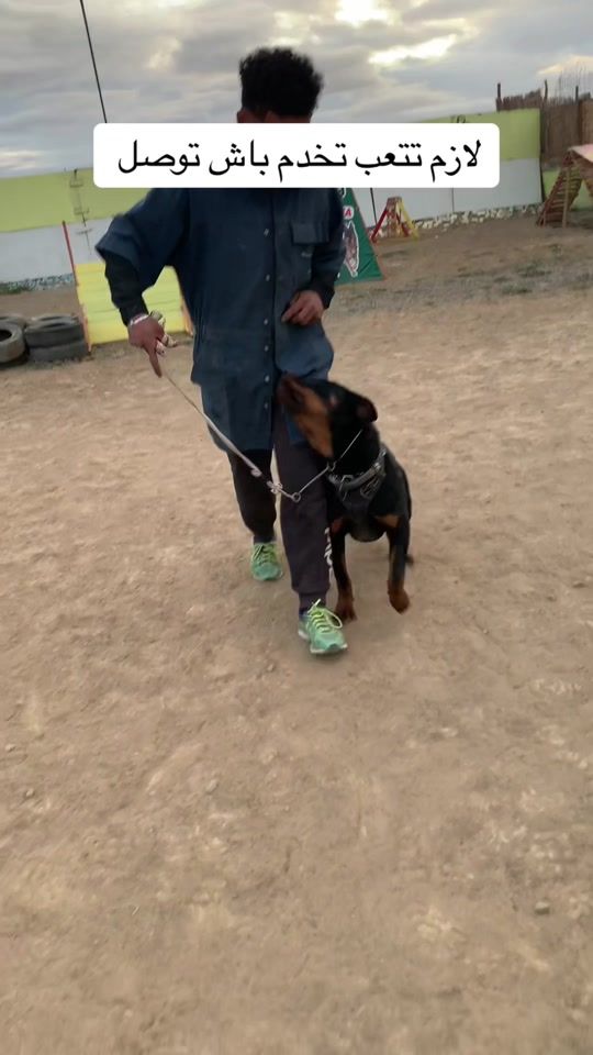 TikTok video thumbnail by dali_k9