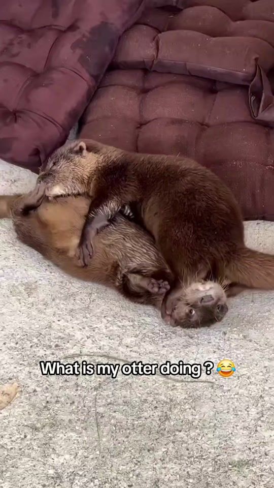 TikTok video thumbnail by otterparadise