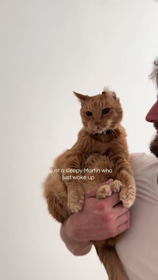 TikTok video thumbnail by thelittlepawsiss