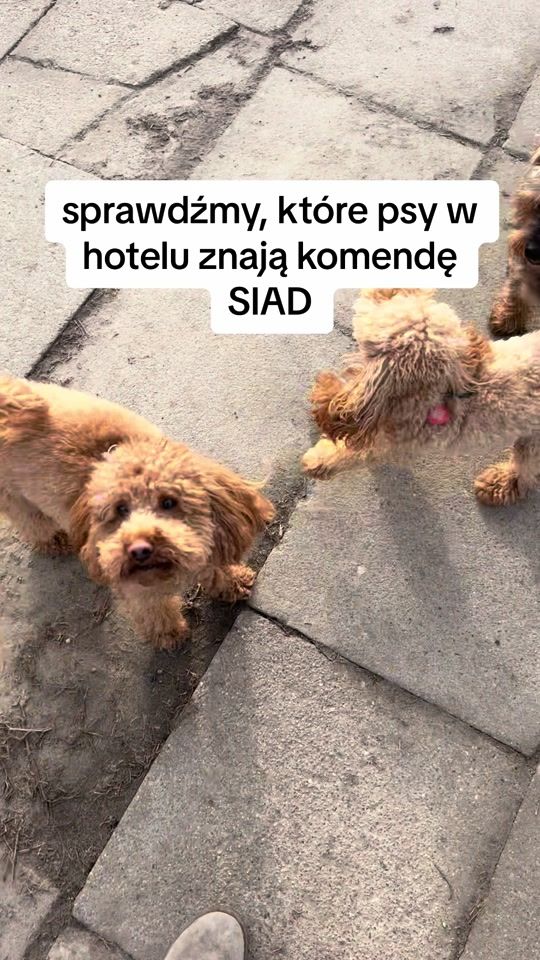 TikTok video thumbnail by hotel_dla_psow_hauaii