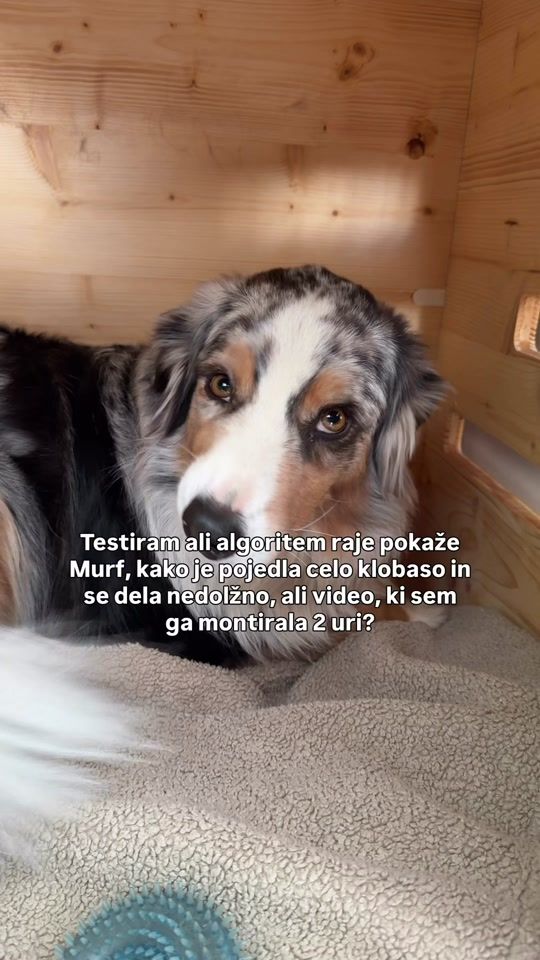 TikTok video thumbnail by murf_the_bluemerle