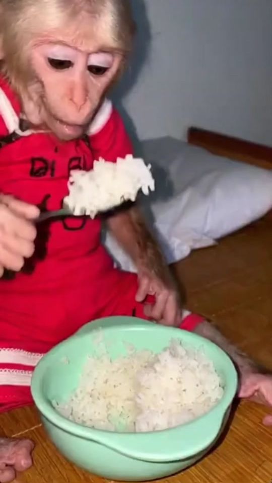 TikTok video thumbnail by monkey.baby03
