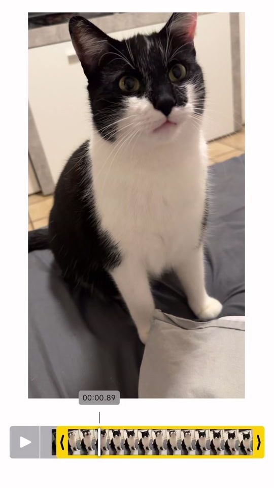 TikTok video thumbnail by sunnythecatboy
