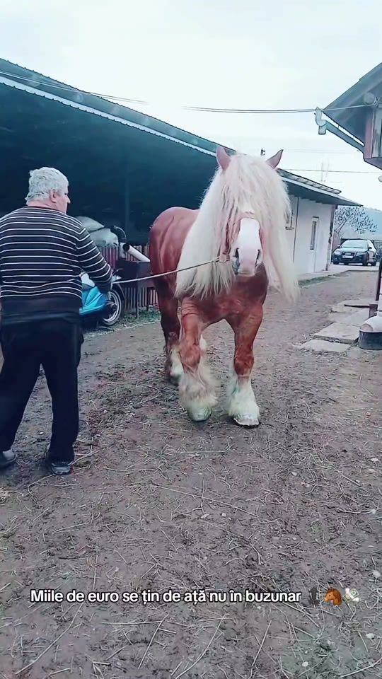 TikTok video thumbnail by santa.nicolae