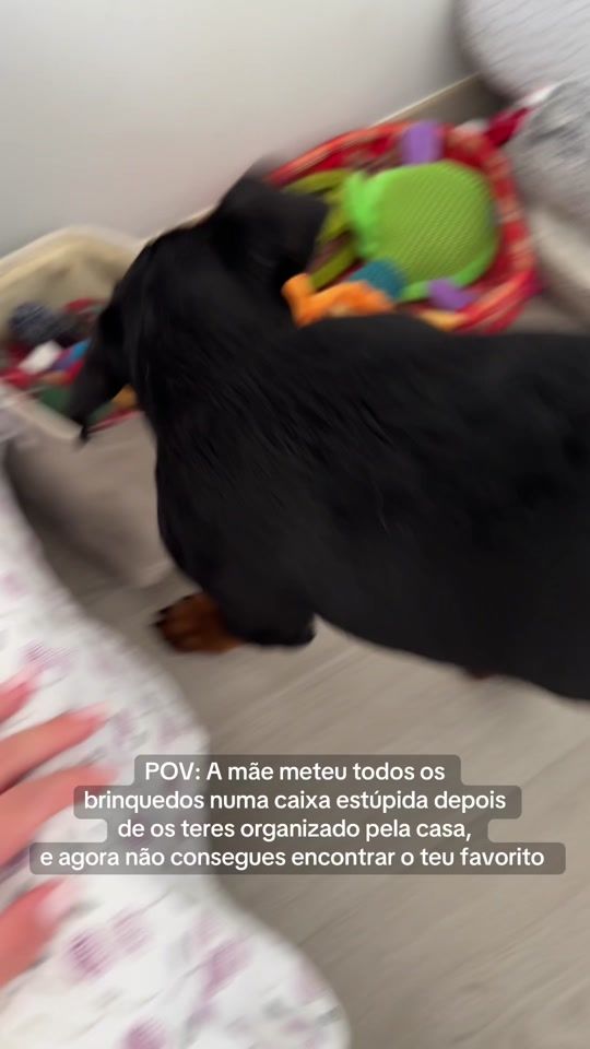 TikTok video thumbnail by thorandpaztherottweilers