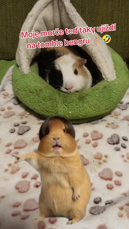 TikTok video thumbnail by technikfauna_oficial