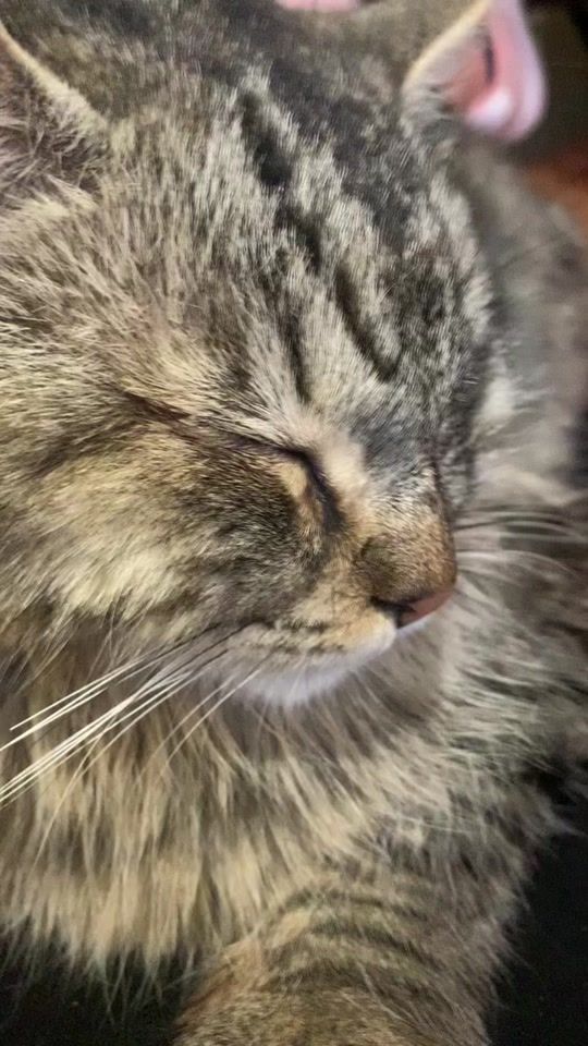 TikTok video thumbnail by simona.ligato