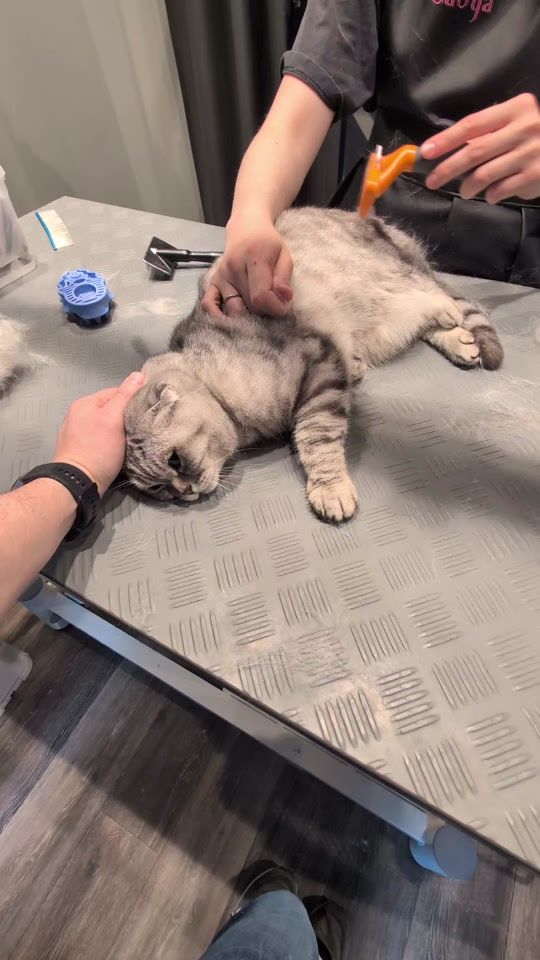 TikTok video thumbnail by dizurnikas