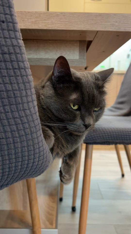 TikTok video thumbnail by todorthecat