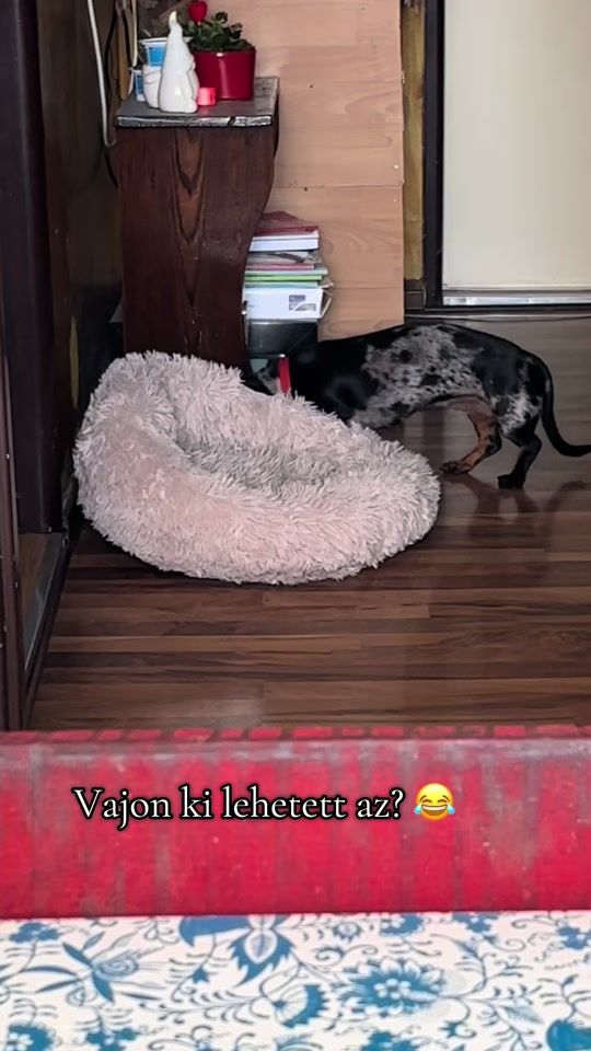 TikTok video thumbnail by bogyo_a_tacsi