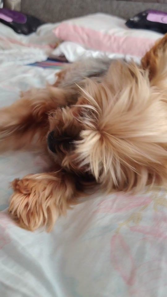 TikTok video thumbnail by happydog225