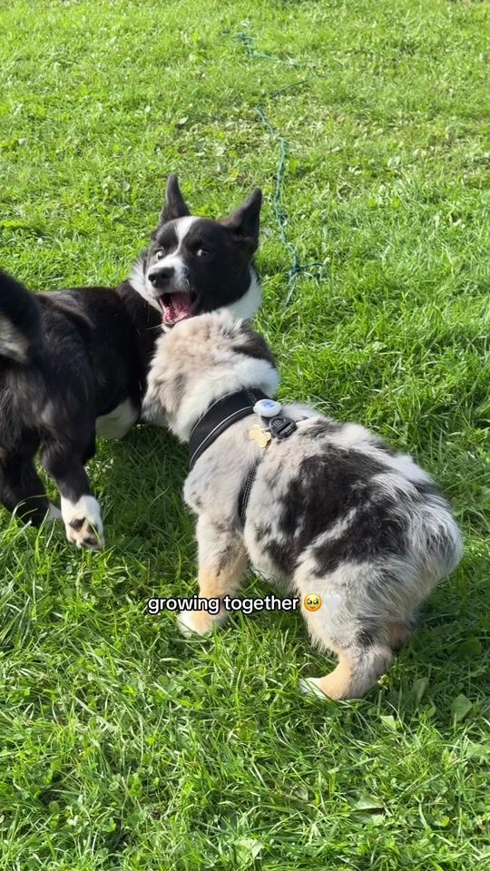 TikTok video thumbnail by kira_theminishepherd