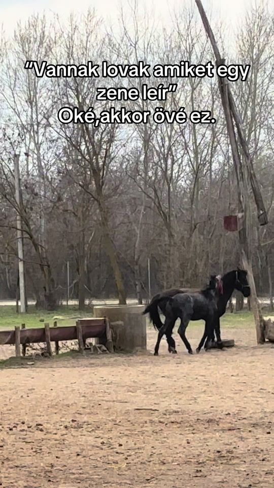 TikTok video thumbnail by bandiandfici