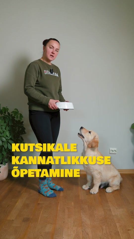 TikTok video thumbnail by lakebrookgoldens