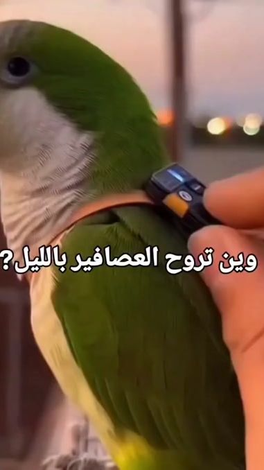 TikTok video thumbnail by noributti