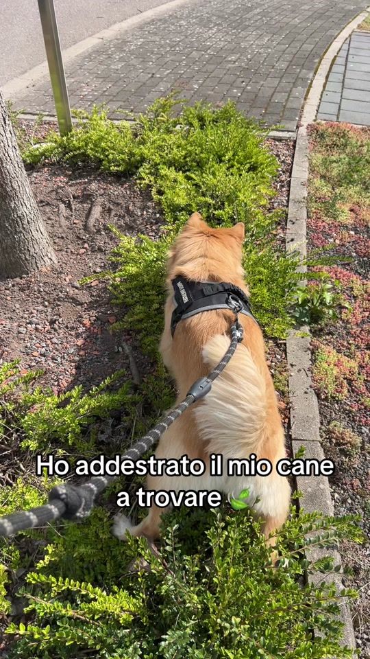 TikTok video thumbnail by giulia9_