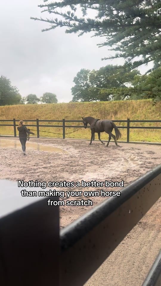 TikTok video thumbnail by e.iequestrian