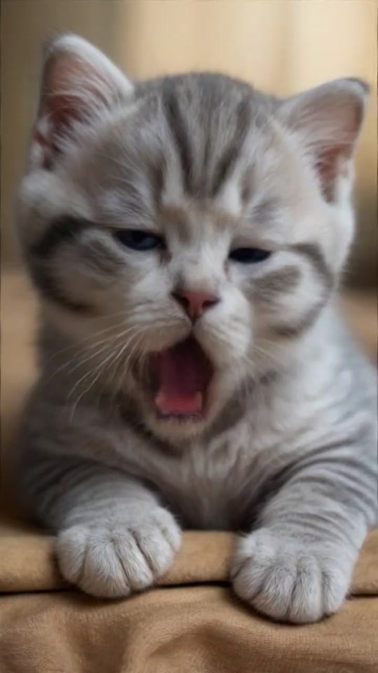 TikTok video thumbnail by ainimals53