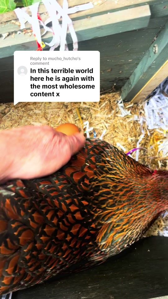 TikTok video thumbnail by irishboomer