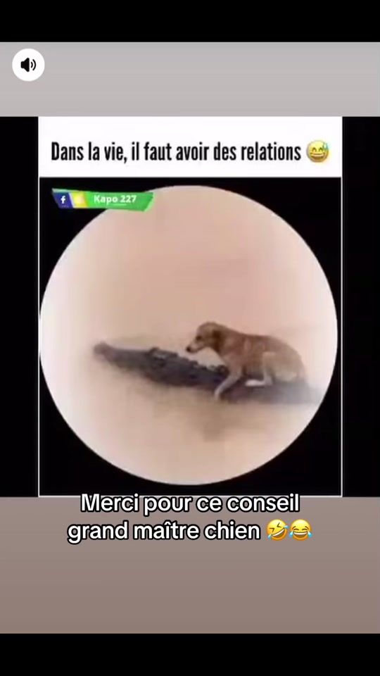 TikTok video thumbnail by humour.013