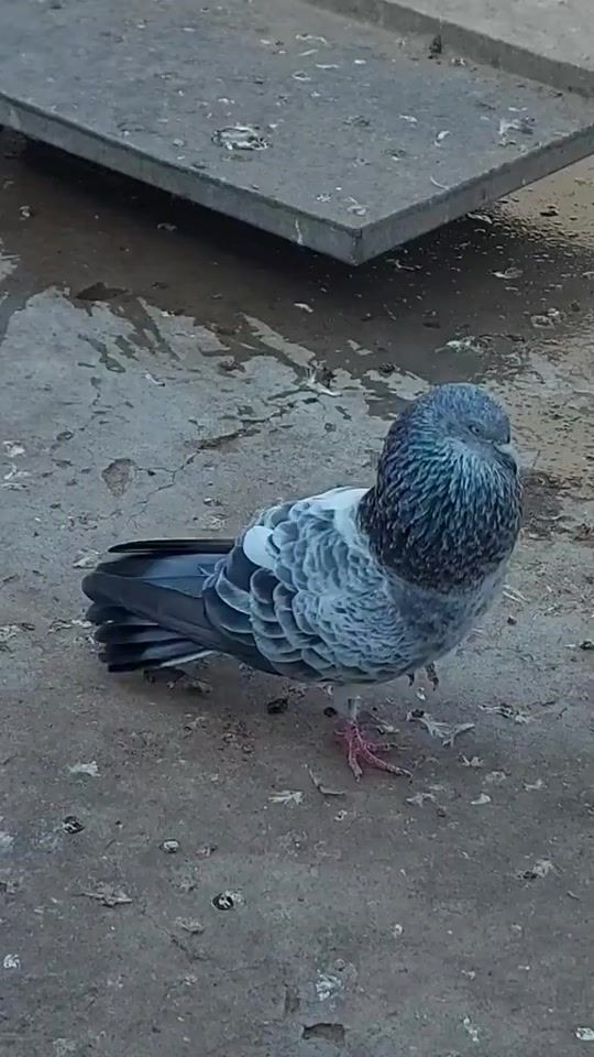 TikTok video thumbnail by ranjha_da_shoq