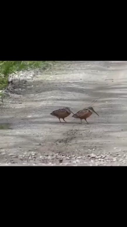 TikTok video thumbnail by bch.nh337