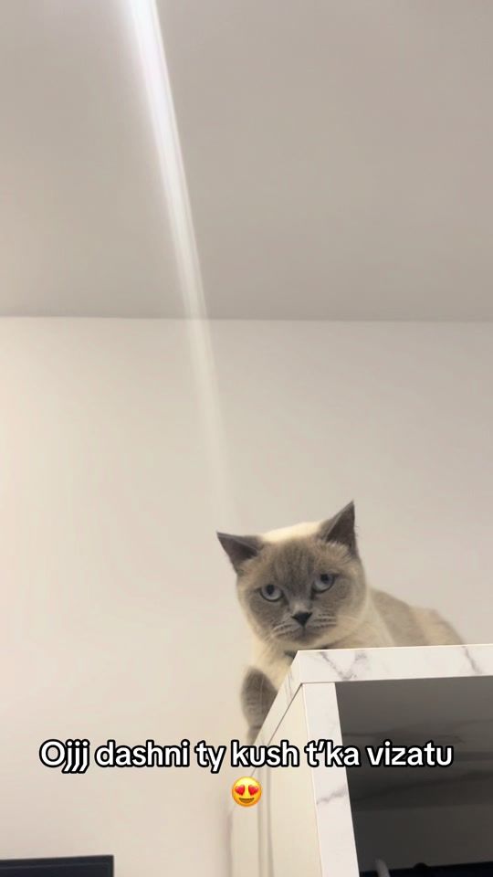 TikTok video thumbnail by kity_2023