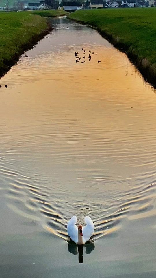 TikTok video thumbnail by ivanatiktok88