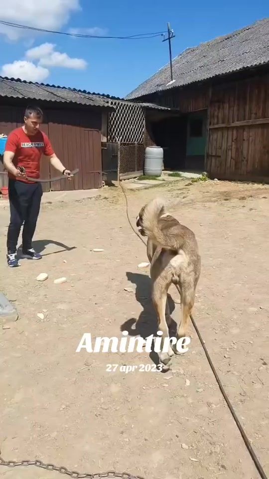 TikTok video thumbnail by pop_cornel3