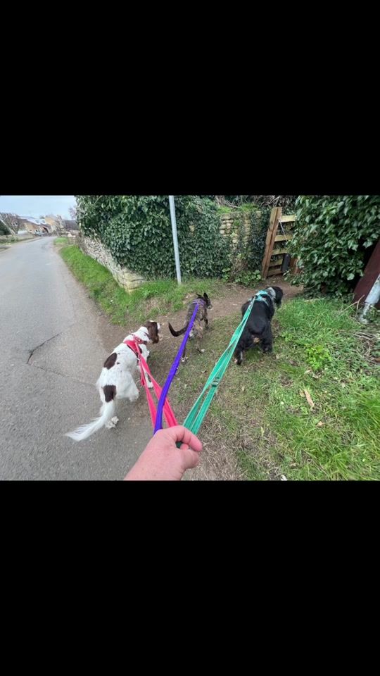 TikTok video thumbnail by roamingpaws.co.uk