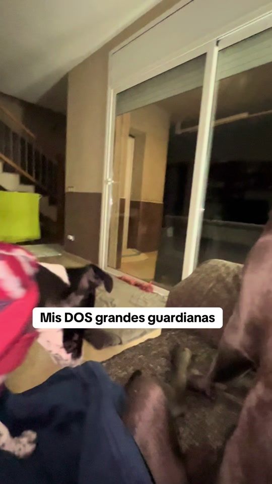 TikTok video thumbnail by canecorsoseth.oficial