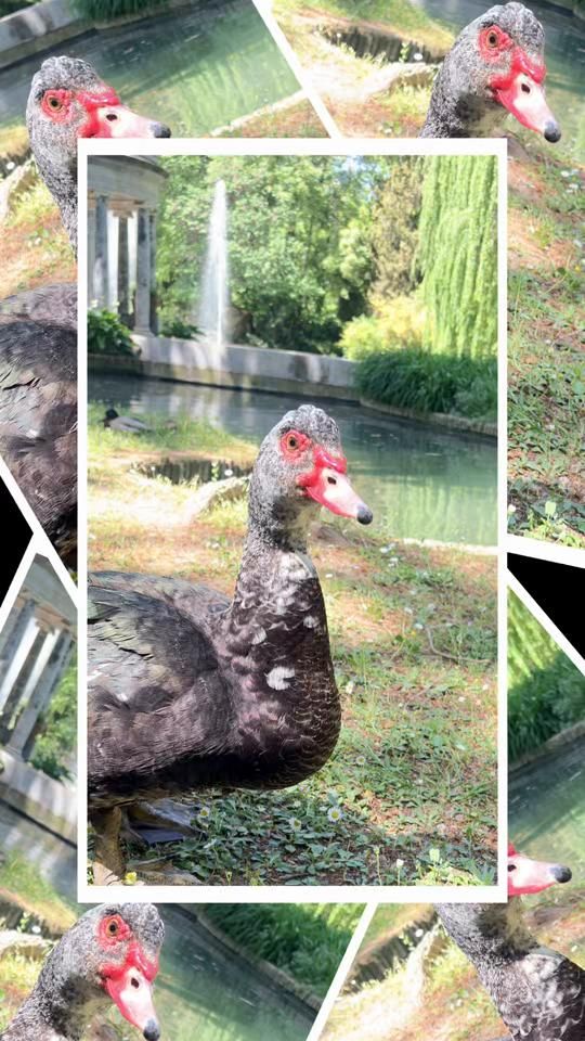 TikTok video thumbnail by natt_nature
