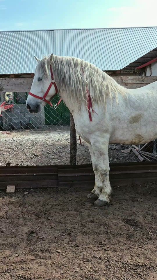 TikTok video thumbnail by fanelrosu30