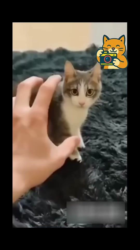 TikTok video thumbnail by bladisway