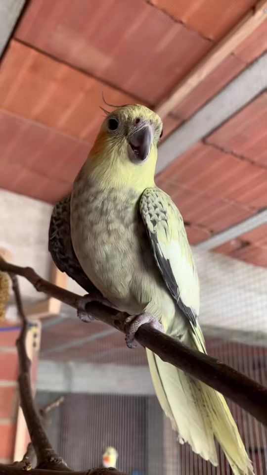 TikTok video thumbnail by josejabeer