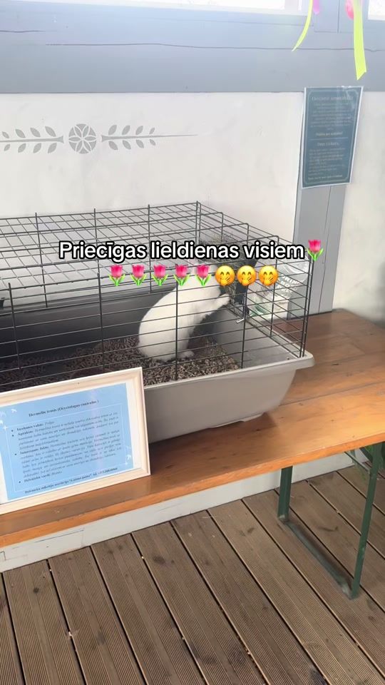 TikTok video thumbnail by linard1ns