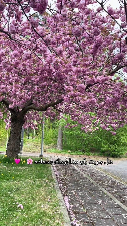TikTok video thumbnail by bahija.nassab