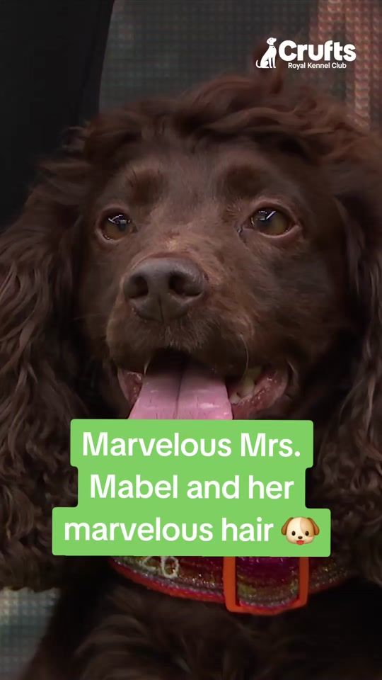 TikTok video thumbnail by crufts
