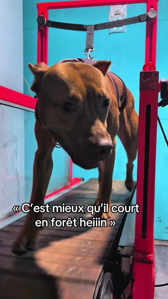 TikTok video thumbnail by daedra_freyja